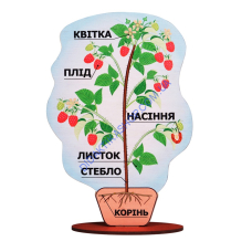 Модель будови рослини (на підставці)